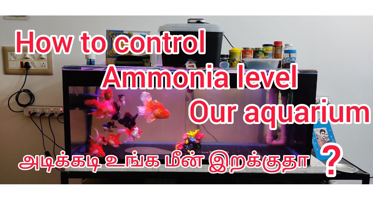 How to control and reduce ammonia level our fish tank |  உங்க மீன் இறக்க இதுதான் காரணம்| #aquarium