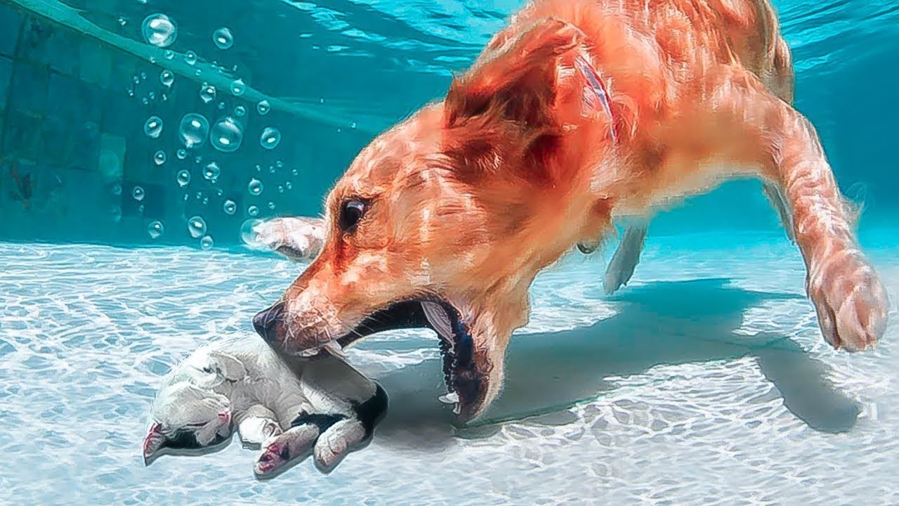 Incre&iacute;bles Animales Salvando A Otros Animales