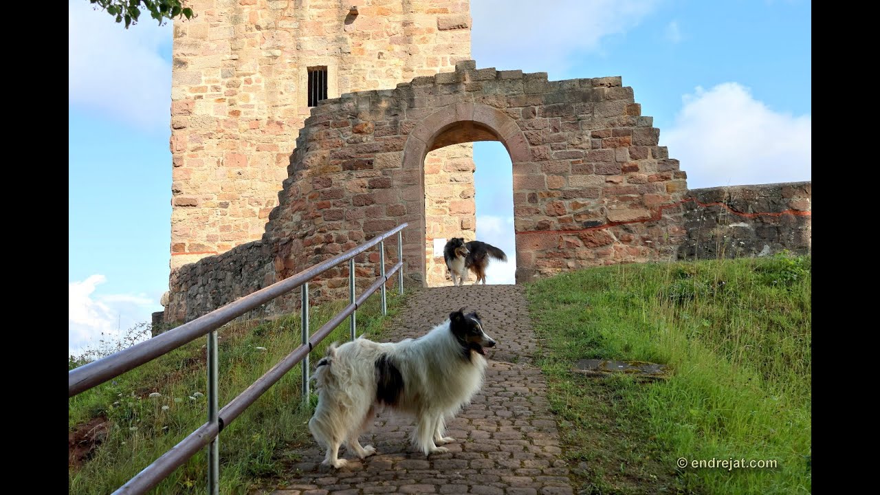 Collie-Kalender 2026