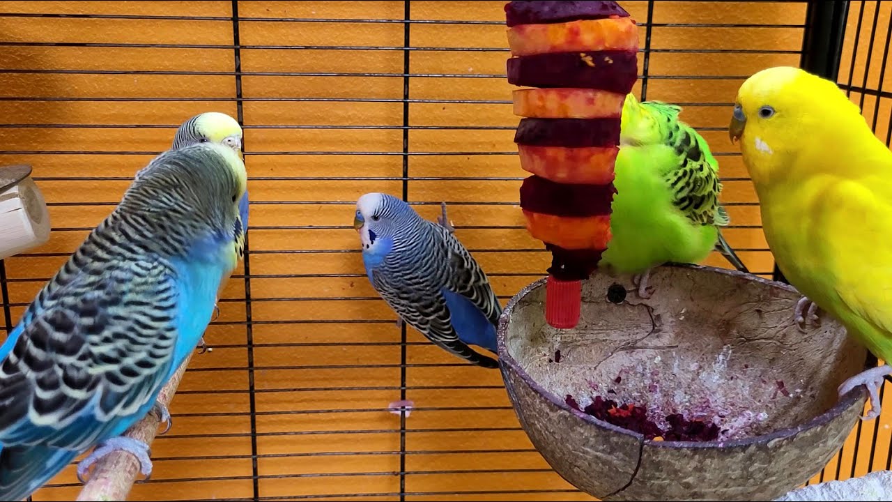 7 hours of budgie sounds for relaxation