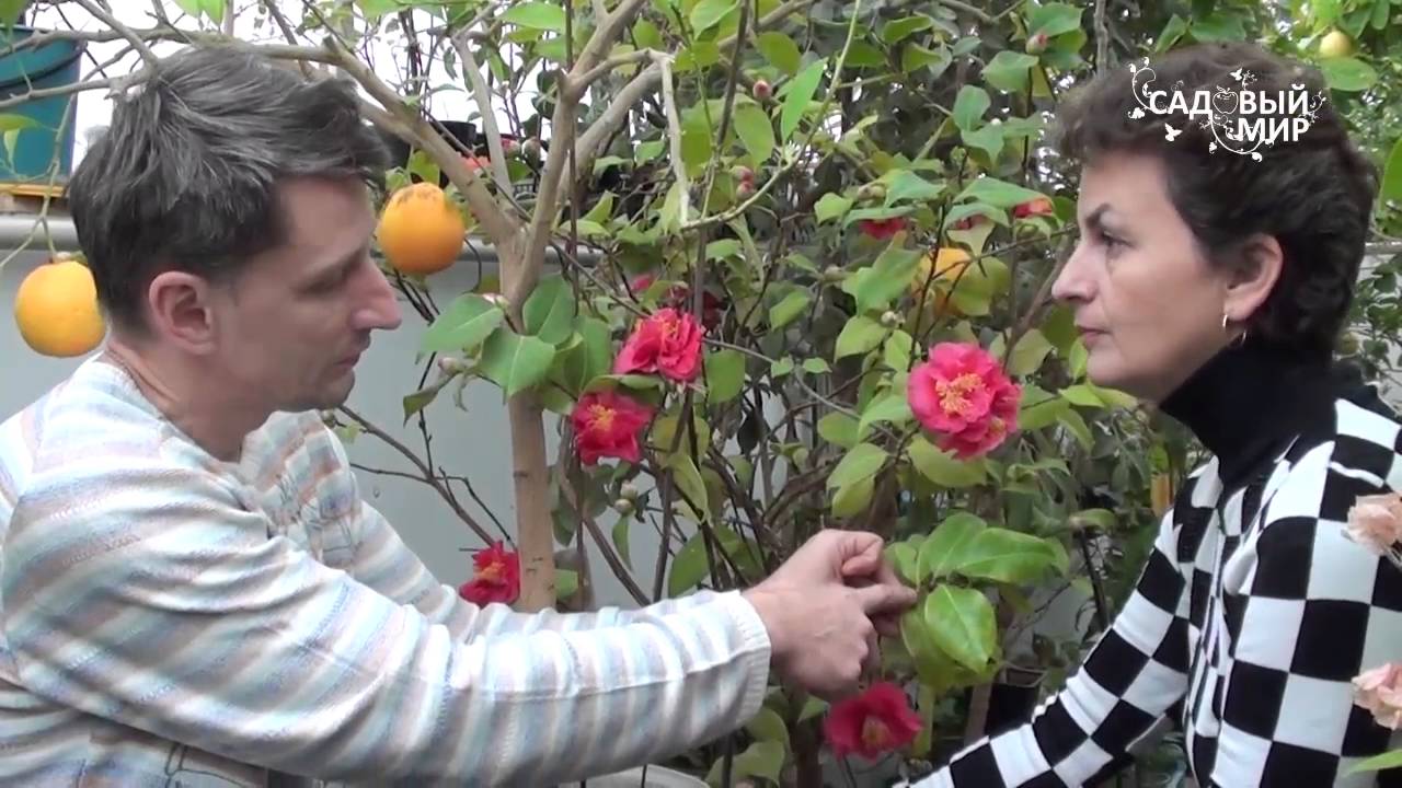 Как вырастить камелию дома. Сайт Садовый мир