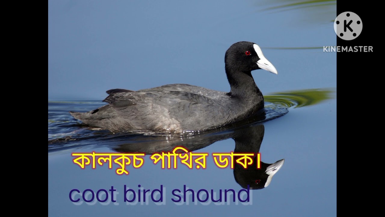 Coot bird shound. -- কালকুচ পাখির ডাক।#mp3 bird shound studio.
