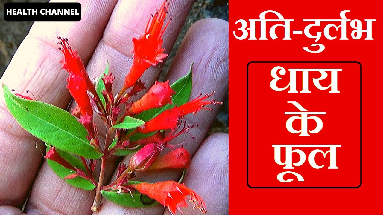 धाय के फूल, पहचान और फायदे│Benefits of Woodfordia fruticosa on Health Channel By Vishal Sathye