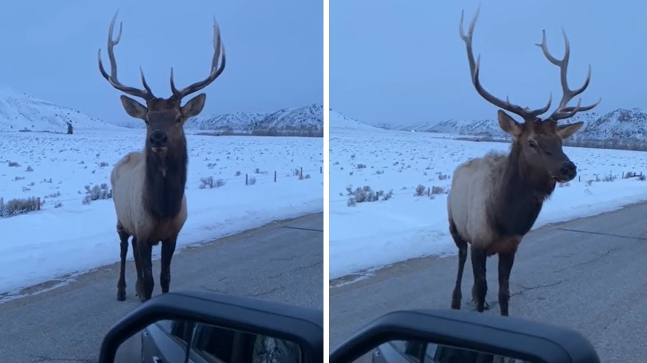 Angry bull elk pops tire with his horns 