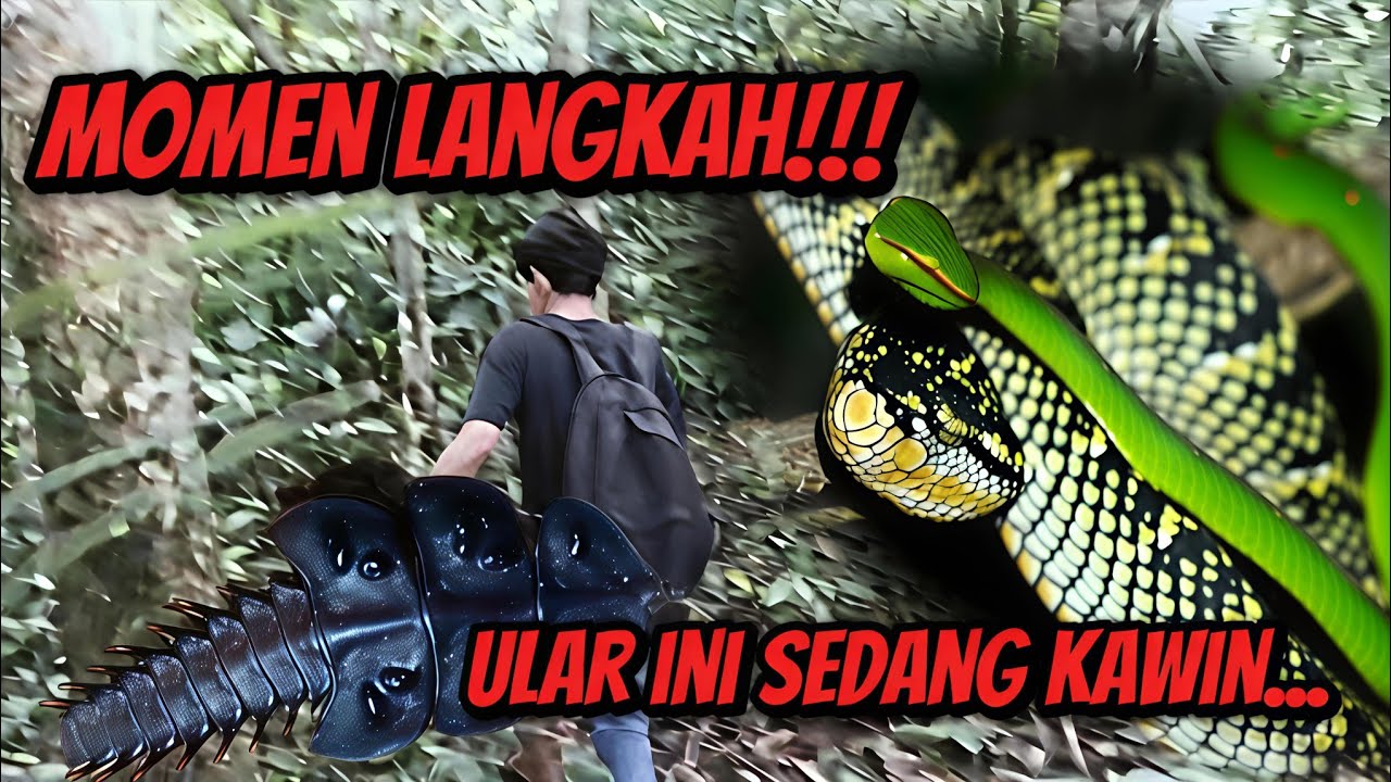 HERPING MALAM JUMPA BANYAK ULAR RANJAU POHON ADA YANG SEDANG KAWIN JUGA