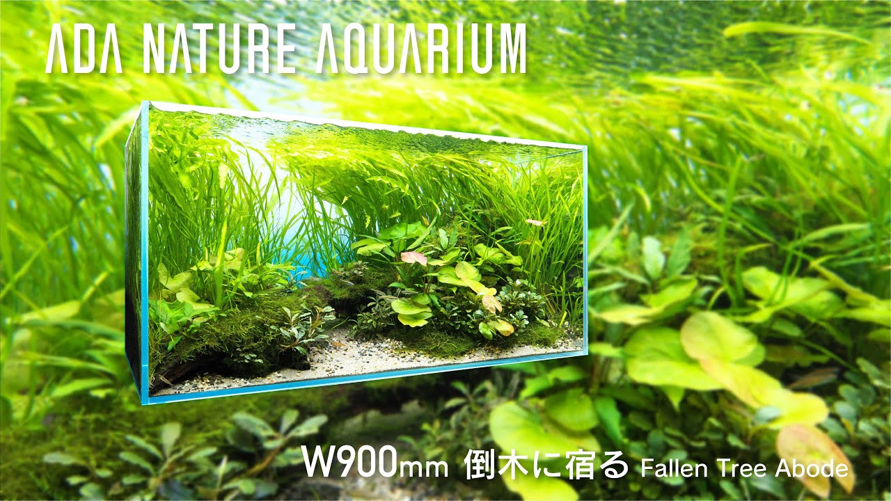[ADAview] Fallen tree abode 倒木に宿る  -W900mm NatureAquarium Layout-【EN/JP Sub.】