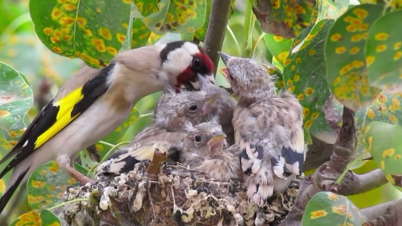 Srushti Kurdistan - Kurdistan Netuer