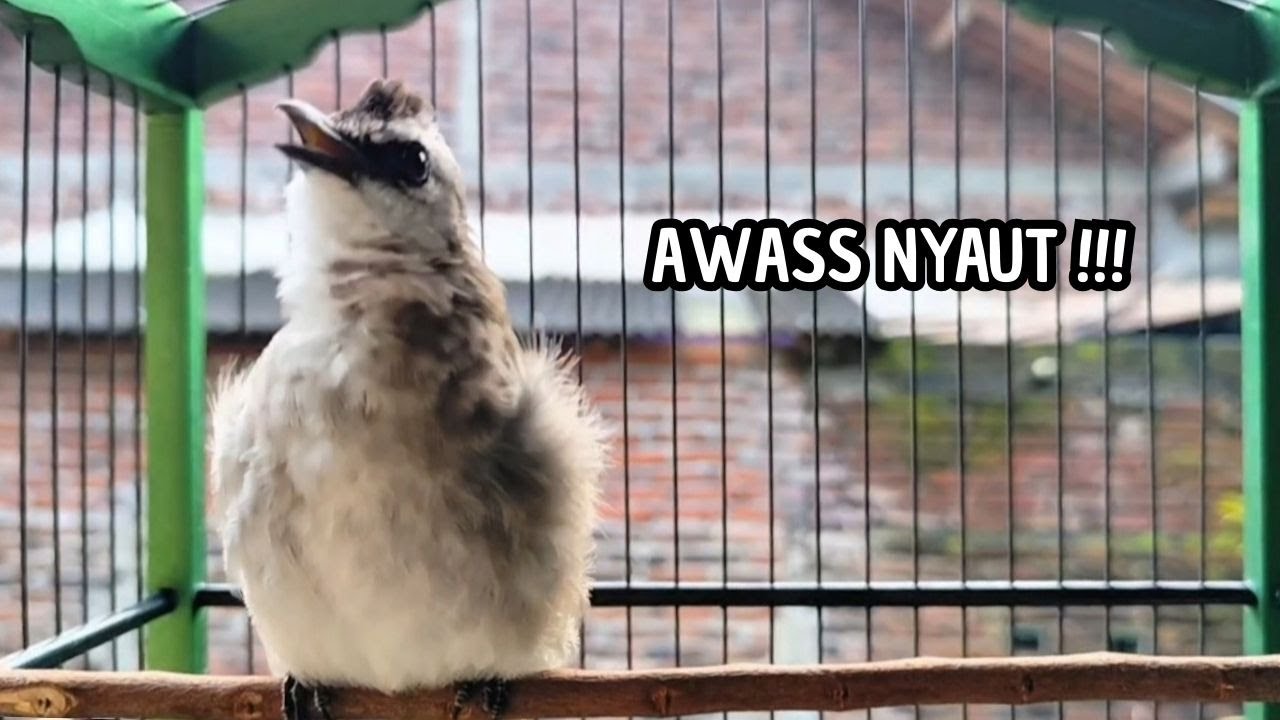 Masteran TRUCUKAN GACOR Ngalas Tarung ROPEL Paling Bagus Untuk Pancingan TRUCUK Agar Bunyi Nyaut