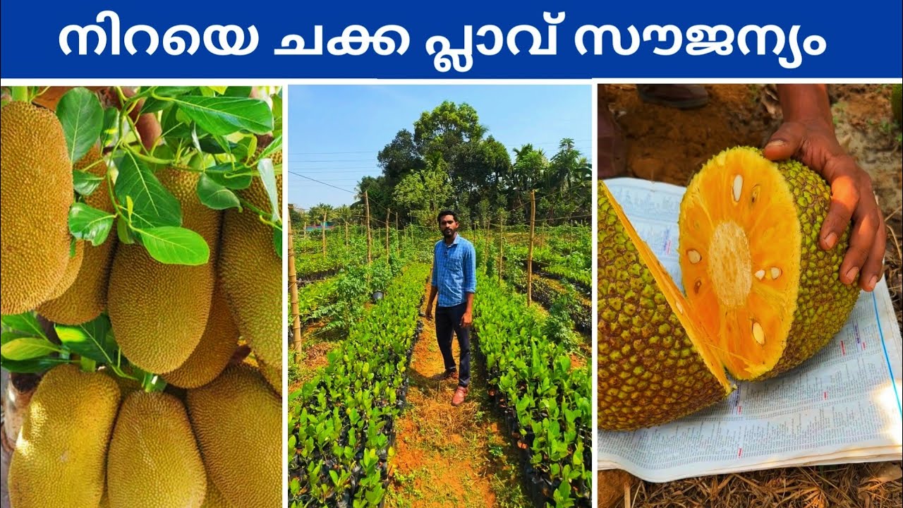 Jack Fruit