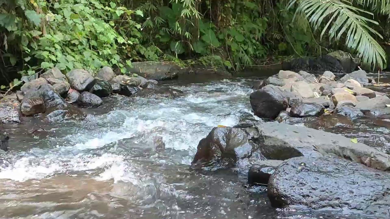 Relaxing River Sound for Study & Focus -  Forest Stream Ambience