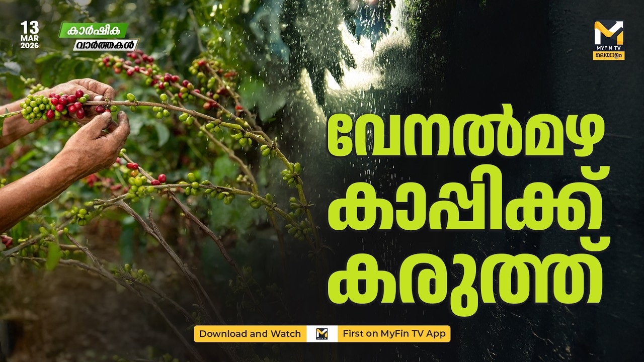 ഹൈറേഞ്ച് കാപ്പി കർഷകർക്ക് ആശ്വാസമായി വേനൽമഴ | Agriculture News | MyFin TV