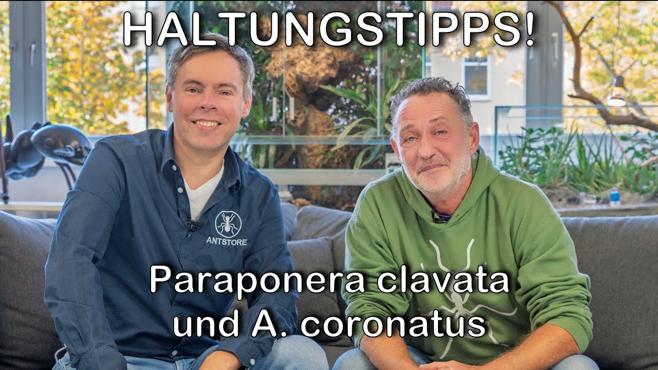 Ameisen-Update mit Olli: Alles zur Haltung von Acromyrmex & Paraponera clavata!