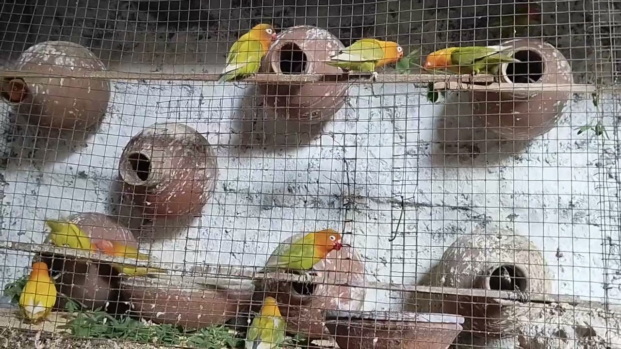 Beautiful colourful#african #lovebirds #budgies #morning #activity #enjoy #eating #lotion#viralshort