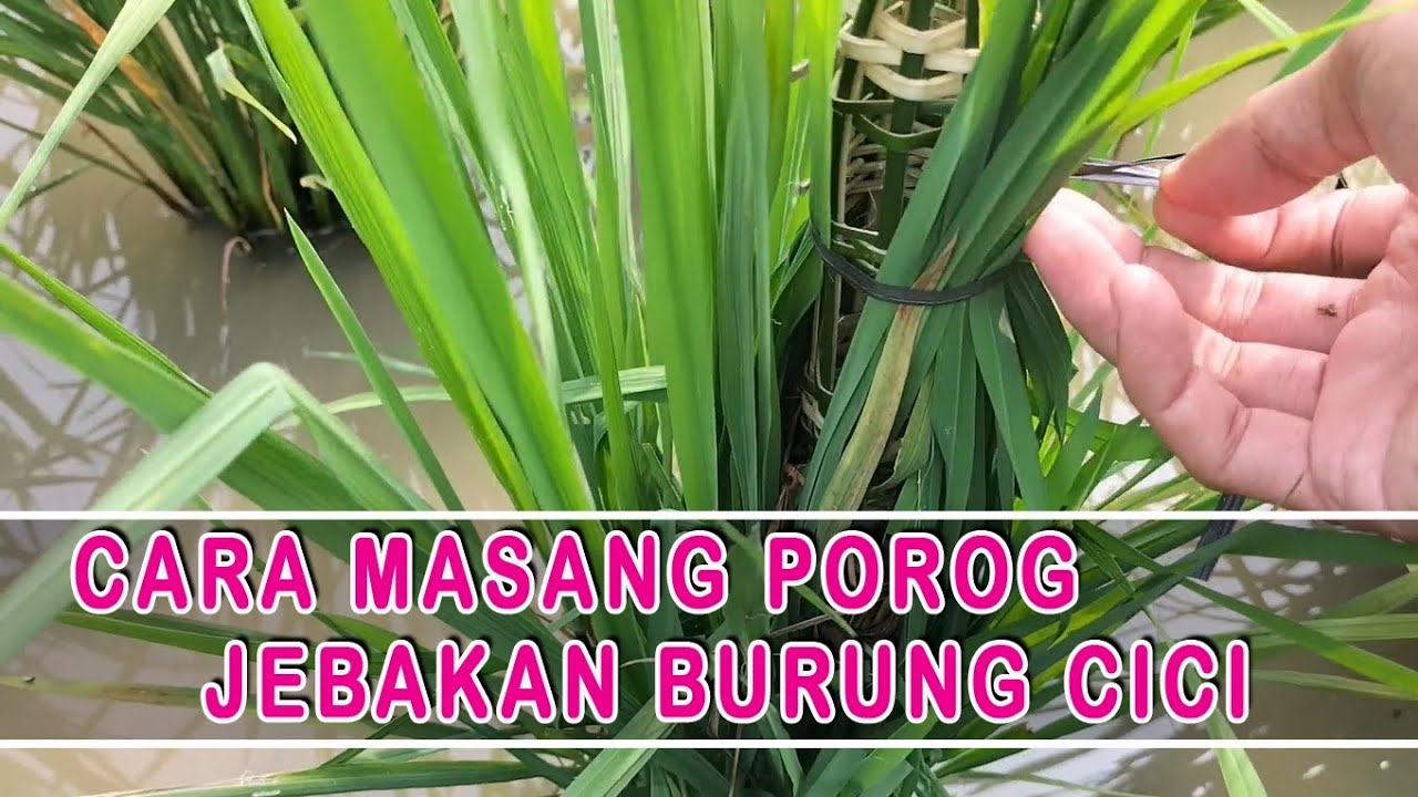 Jebak Cici Sawah Pakai Porog #petualangan #hunting 