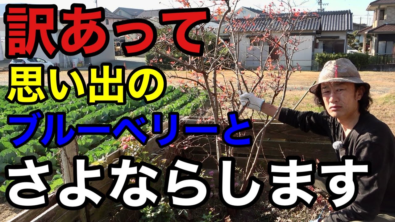 【思い出をありがとう】庭のブルーベリーとさよならしました。。。【園芸超人カーメン君】
