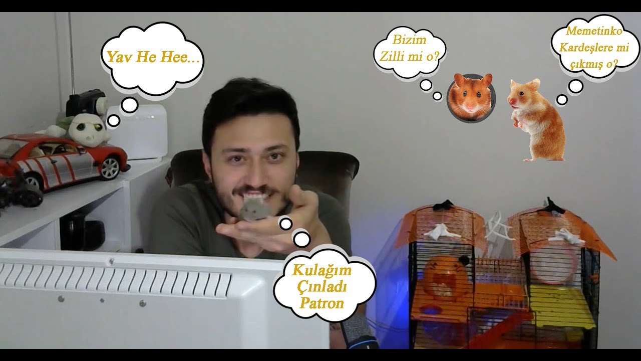 Hamster Ele Nasıl Alışır Ne İle Beslenir (Kızımız Zilli) #2