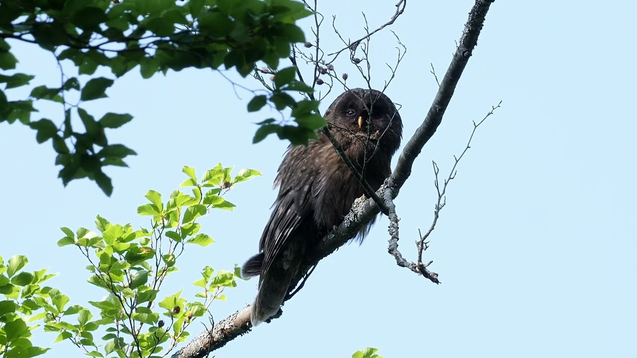 The Ural Owl between Italy and Slovenia.