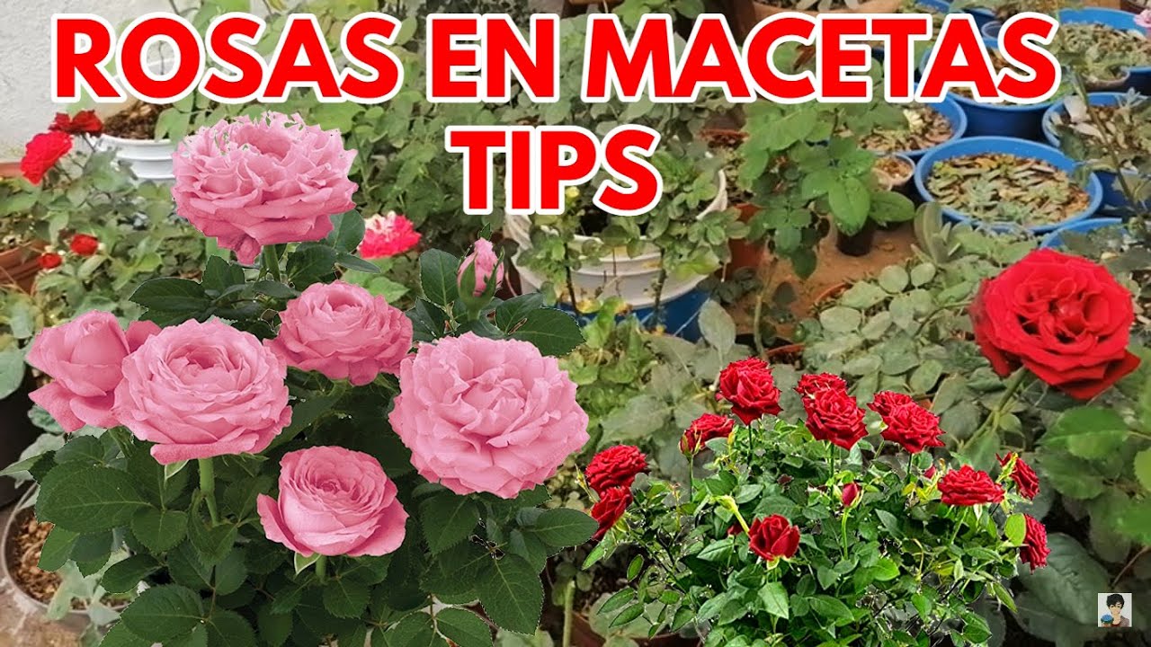 rosas y rosales cuidados en exterior CHUYITO JARDINERO