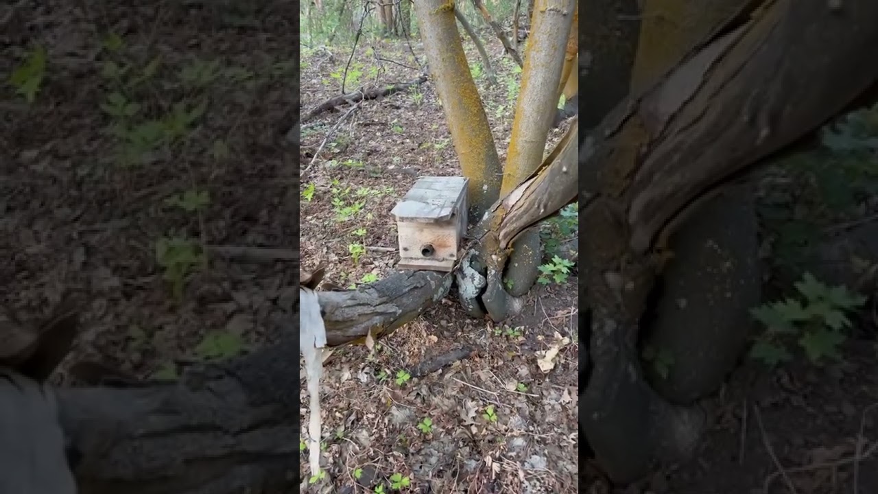 Checking in on my bumblebee house￼