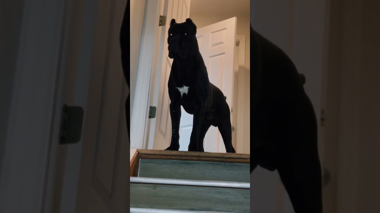 Cane Corso