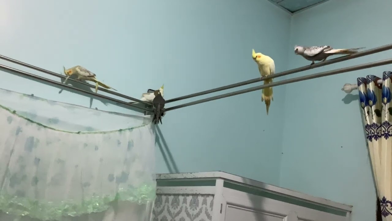 Những bé vetcockatiel tinh nghịch siêu đáng yêu