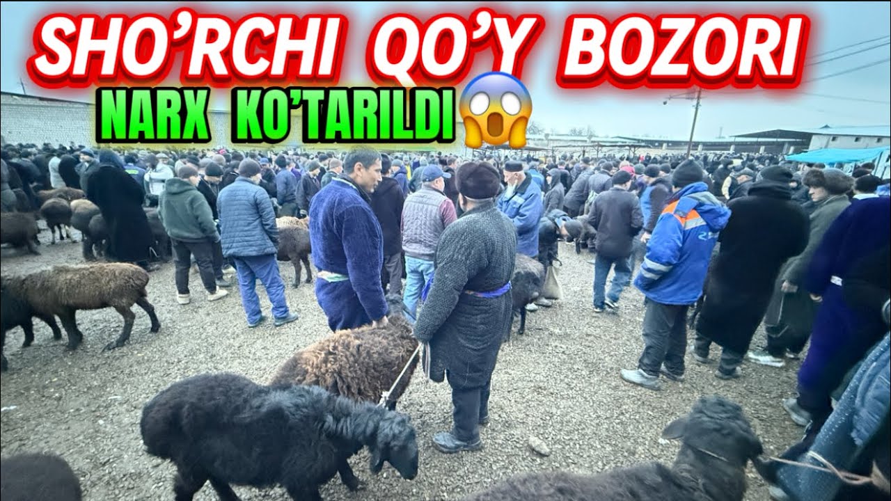 BOZOR TO’LDI NARX KO’TARILDI SHO’RCHI CHORVA BOZORI 15.03.2026y