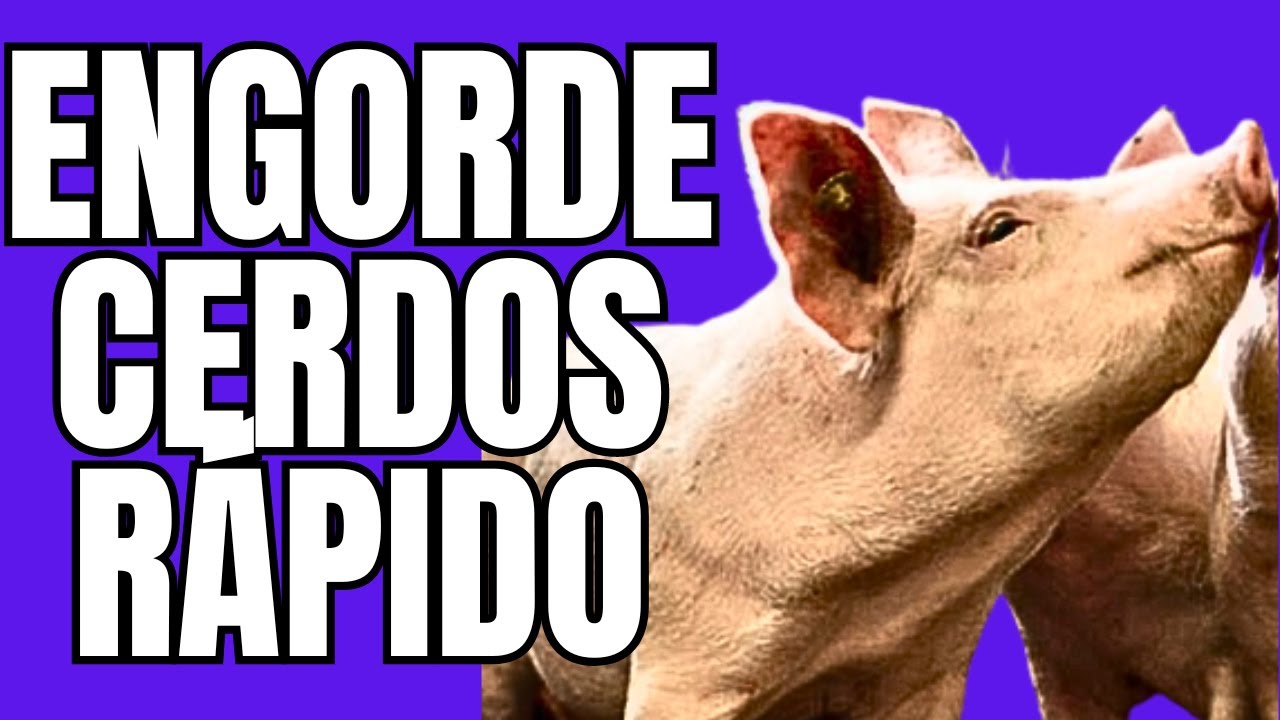 Como hacer que Engorden R&aacute;pido sus Cerdos (Todo comprobado)