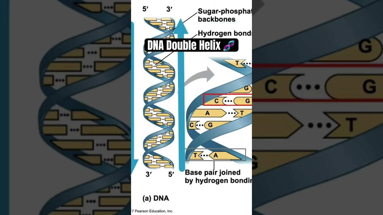 DNA Double Helix 🧬 101 