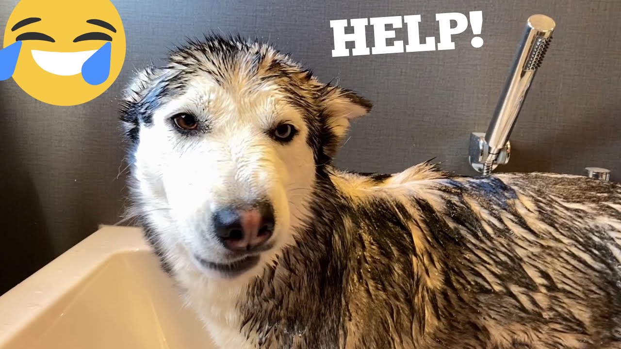 Lola Eaten A Rat! [BATHTIME VIDEO!!]