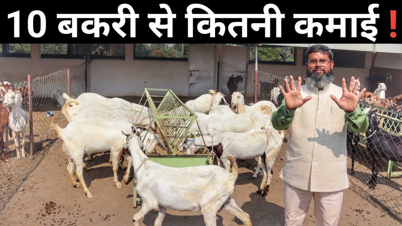 10 बकरी से 1 साल में कितनी कमाई | 10 bakri se kitni kamai hoti hai | Goat Farming
