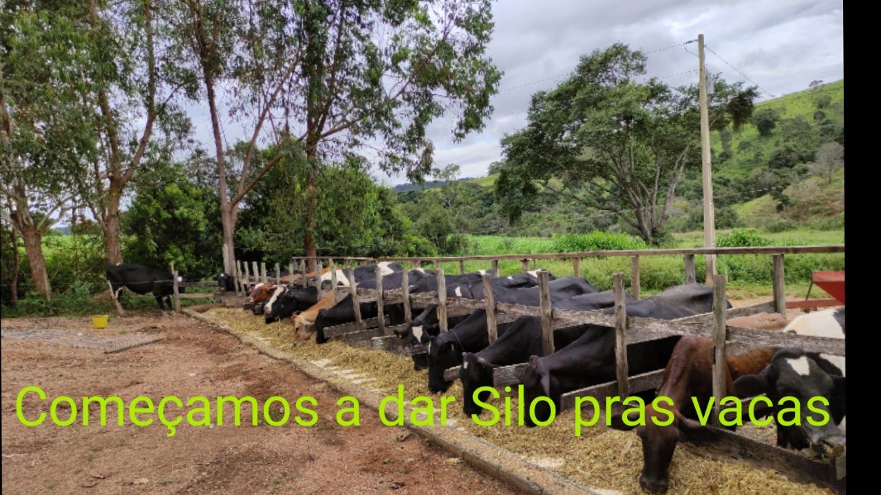 Começamos a tratar das vacas com Silo 🙏🐄🐄🐄🌽🌽