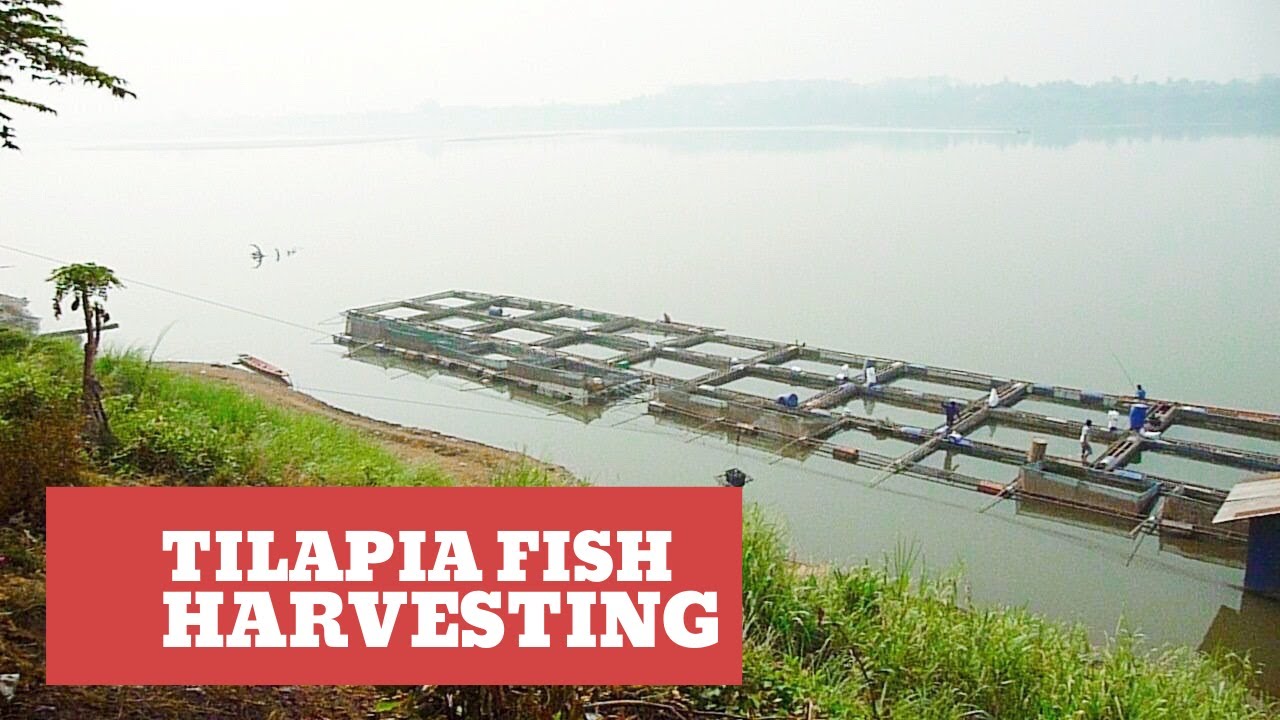 Tilapia Fish Harvesting Vientiane Laos การเลี้ยงปลานิล เวียงจันทน์ สปป. ลาว