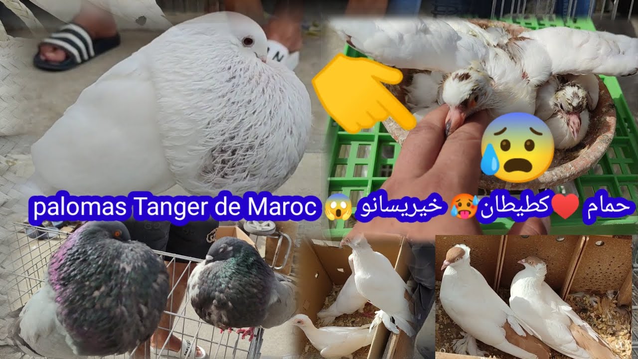 حمام كطيطان خيريسانو👇جميع لاراس🚨 ديال الحمام تمن جد مناسب😱سوق طنجة كاسبرطة paloma 🇪🇸Tanger de Maro