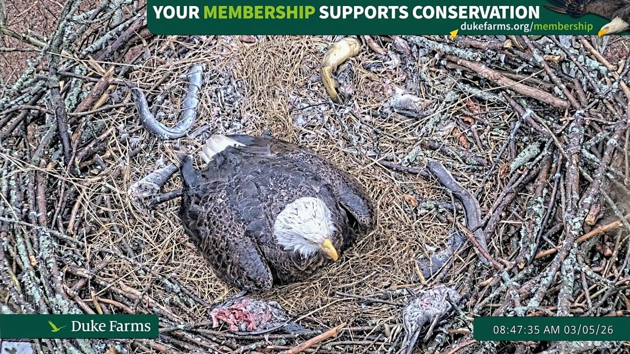 Duke Farms Eagle Cam 2026.3.5 🐣11days old