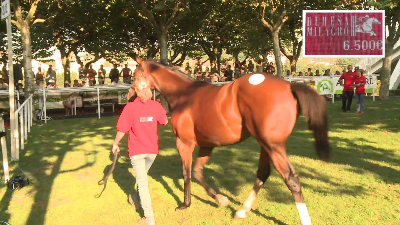 Noozhoh Canarias - Lot 14 - Vente Dehesa De Milagro 2012
