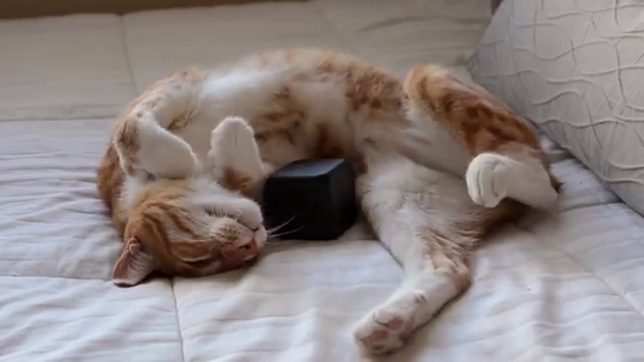 MusicforCats
