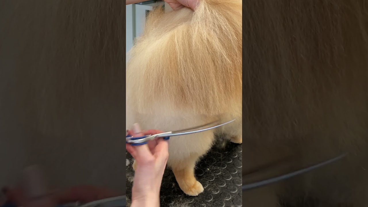 Pomeranian Grooming