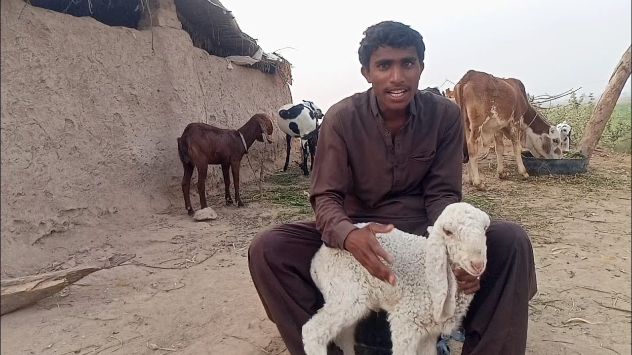 Gareeb charwa tips for sheep's 🐏 new born baby's in desert 🏜️ village Pakistan 🇵🇰