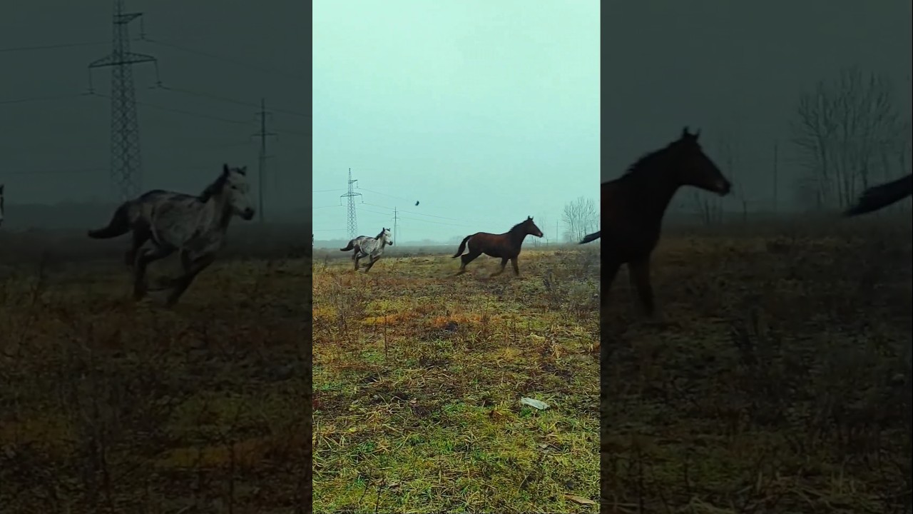 Природна грація #коні #horse #кскродео #горенка #табун #horsegalloping #animals #nature