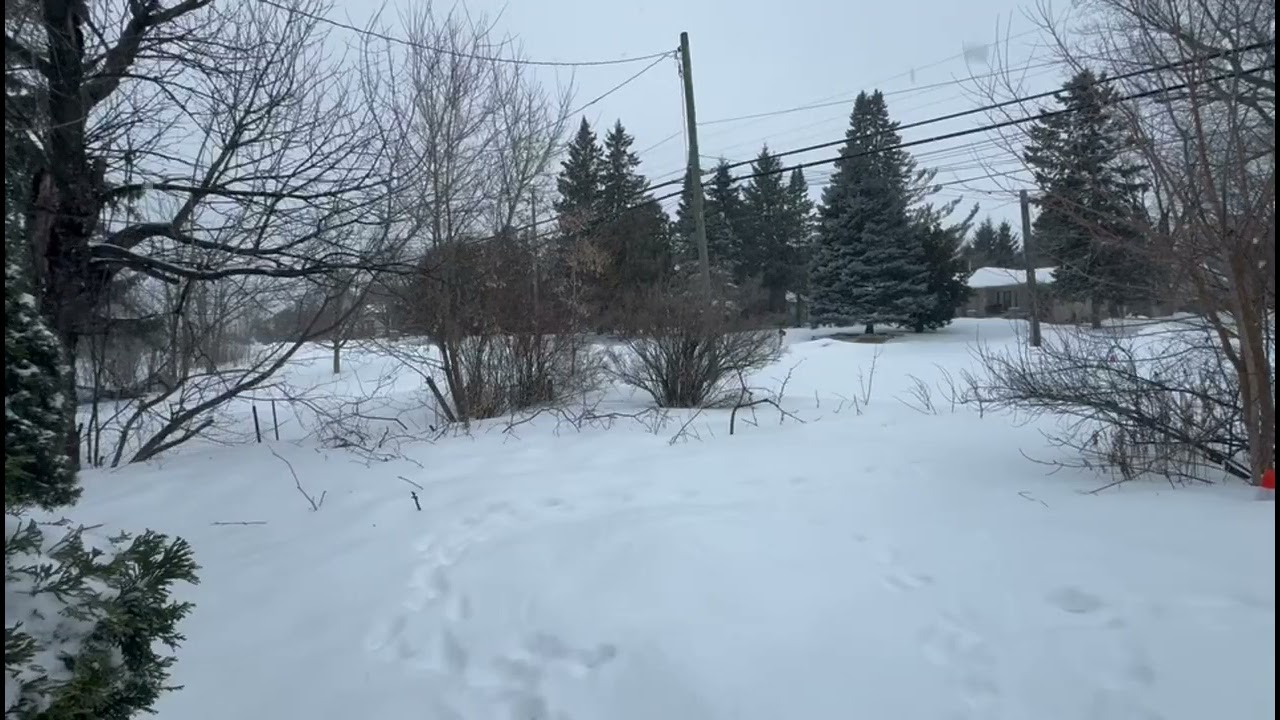 Snow Falling Outside My Door | Real Winter Ambience & Natural Snow Sounds