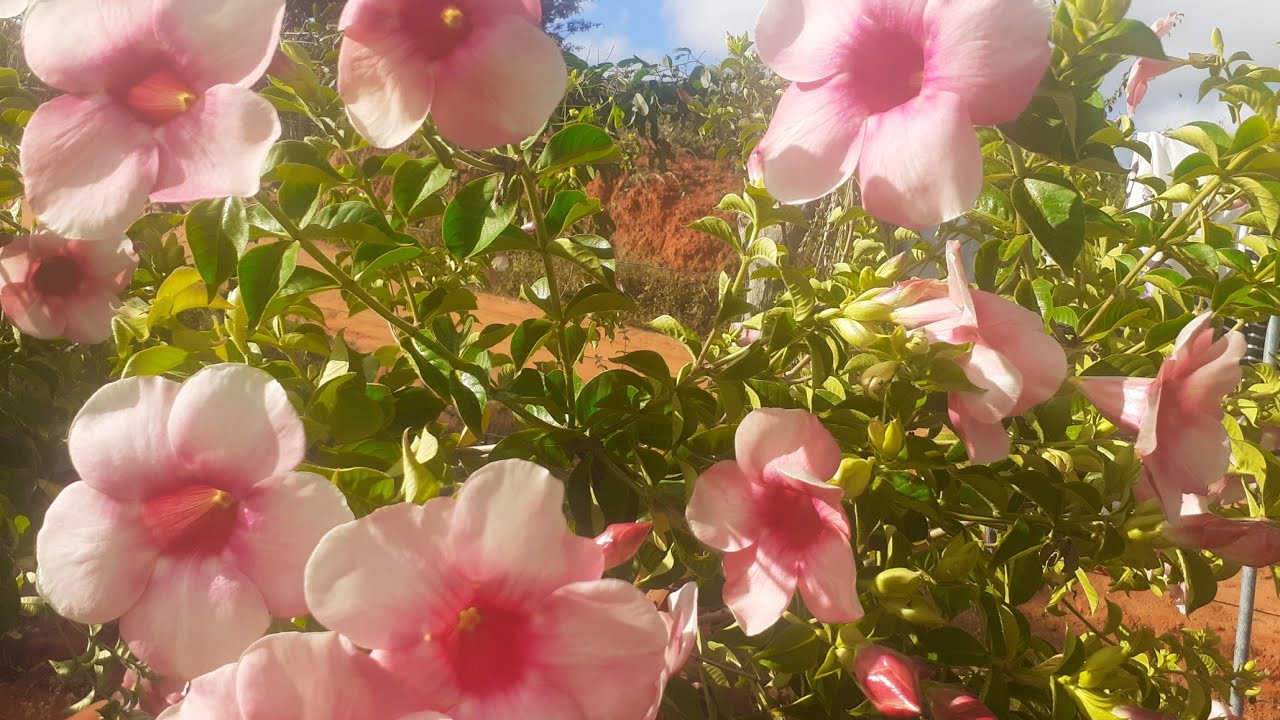 Alamanda rosa
