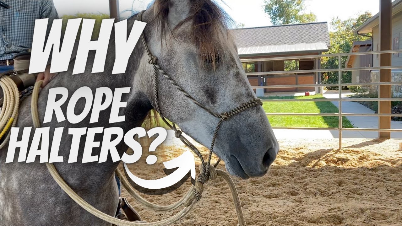 Why Ride In A Rope Halter? | Walking Horses