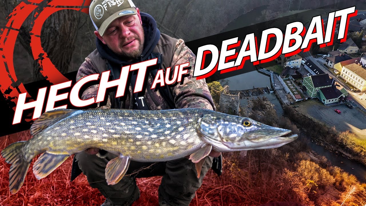 Hechtangeln im Winter für Anfänger - So funktioniert's mit Deadbait