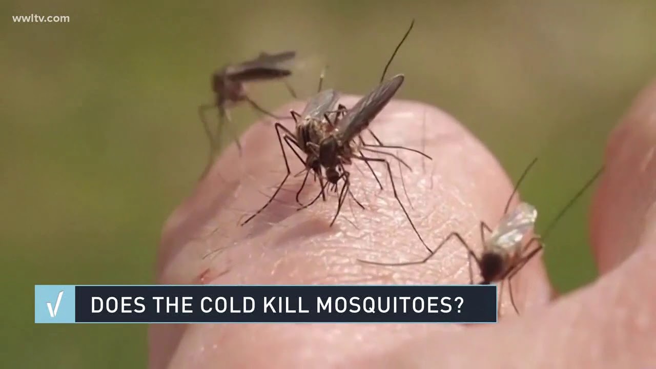 VERIFY: Does cold weather kill mosquitoes?