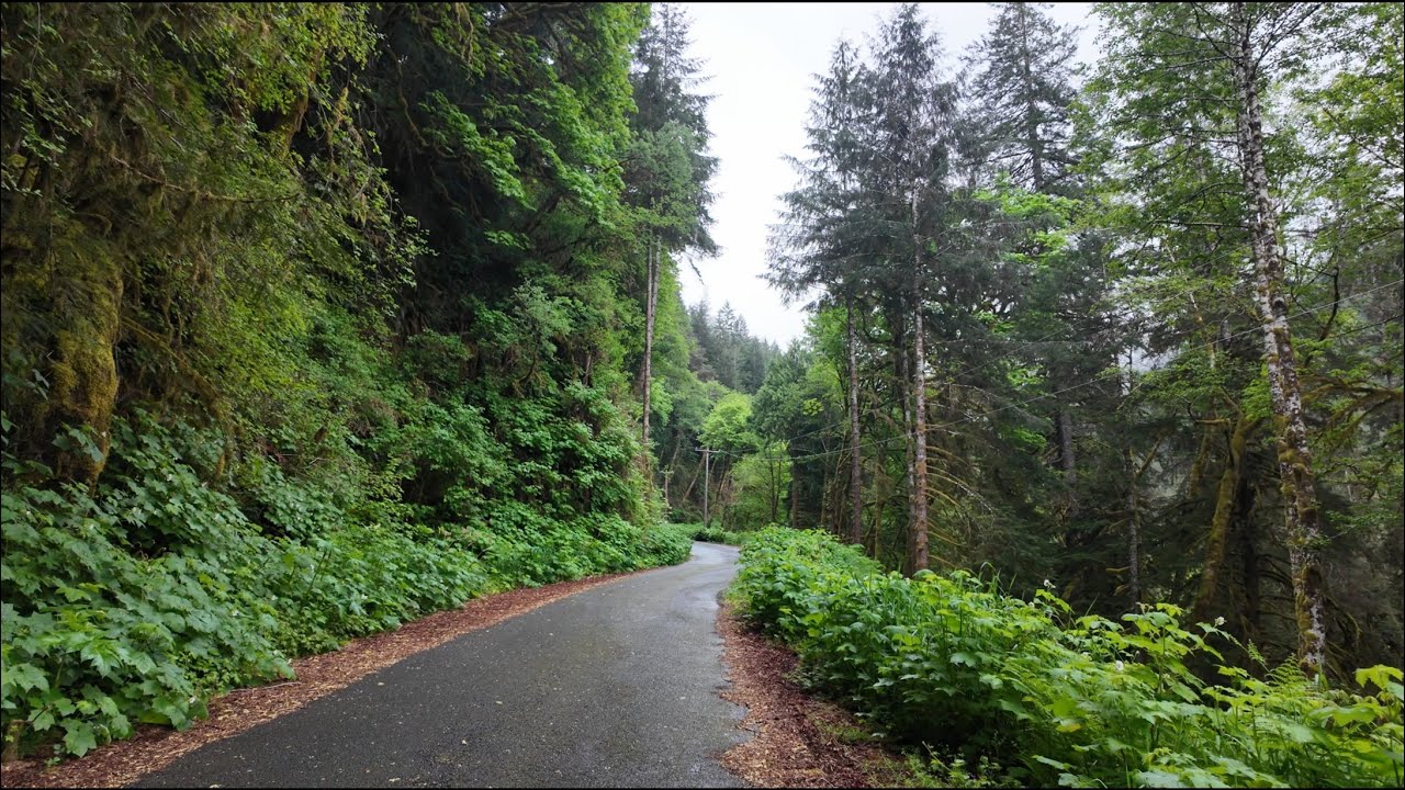 Oregon coastal forest walk with waterfalls – 11th May 2025