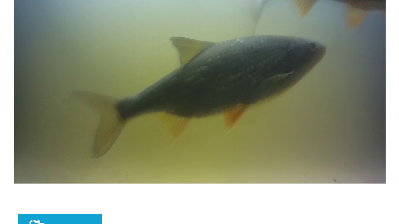 Poldergemaal De Waker Compilatie onderzoek vismigratie met een onderwatercamera