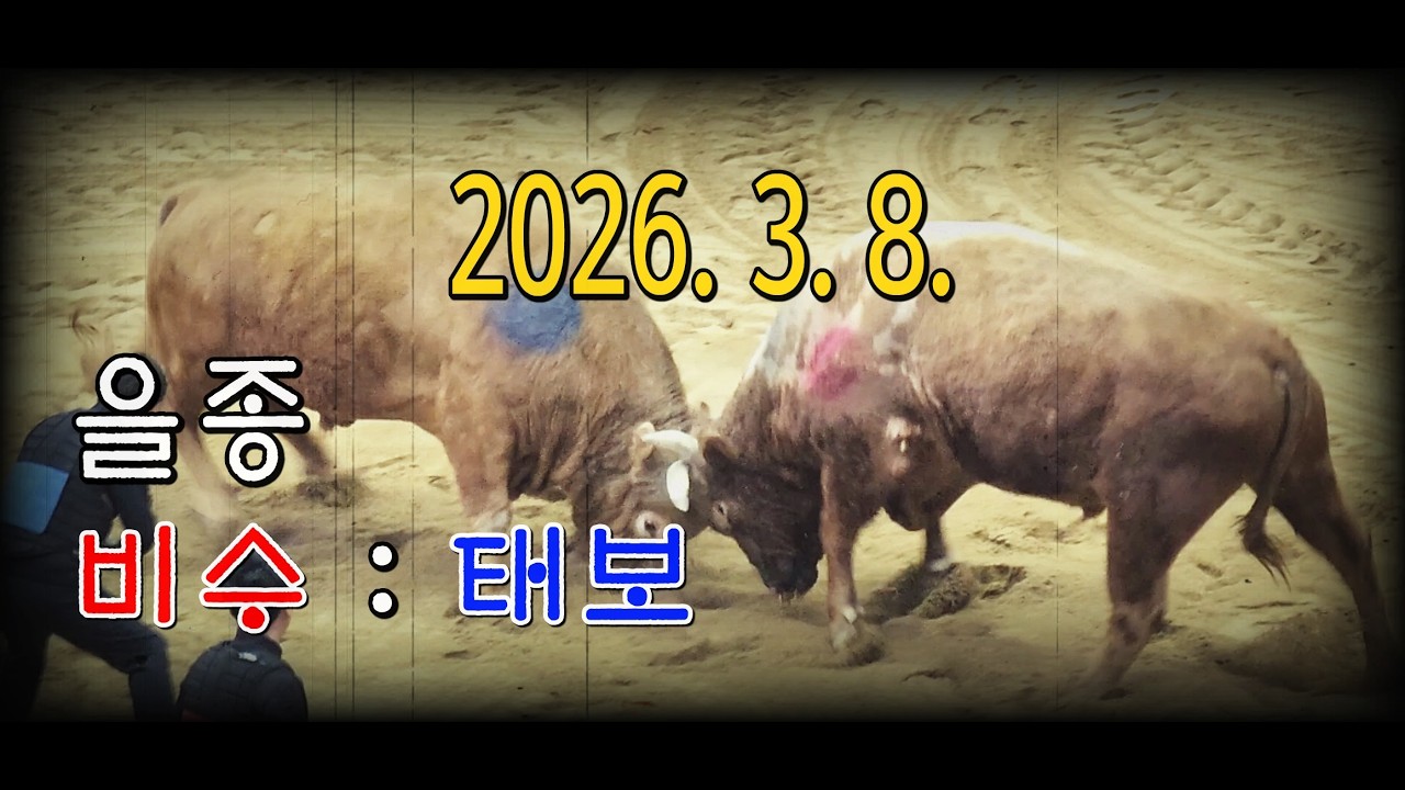 청도소싸움 2026. 3. 8. (일) 제12경기 을종(701~800Kg) 비수 / 태보