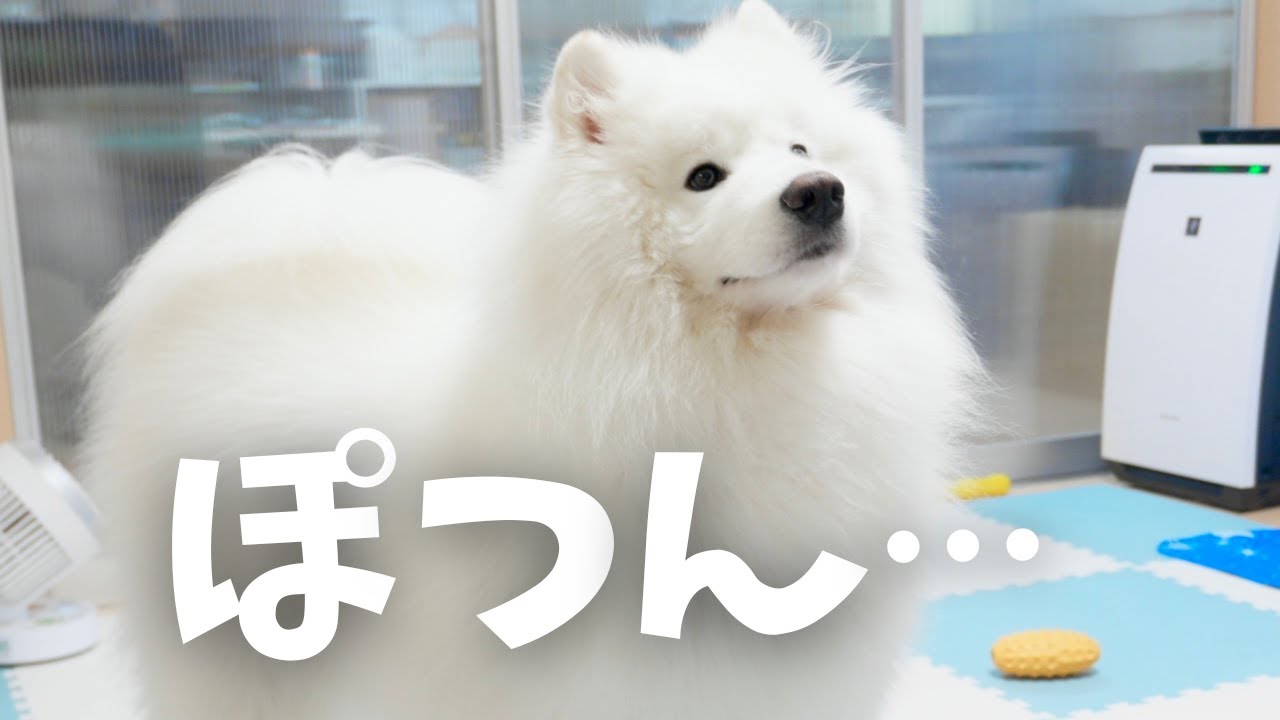 サモエドのお留守番を隠し撮りした日