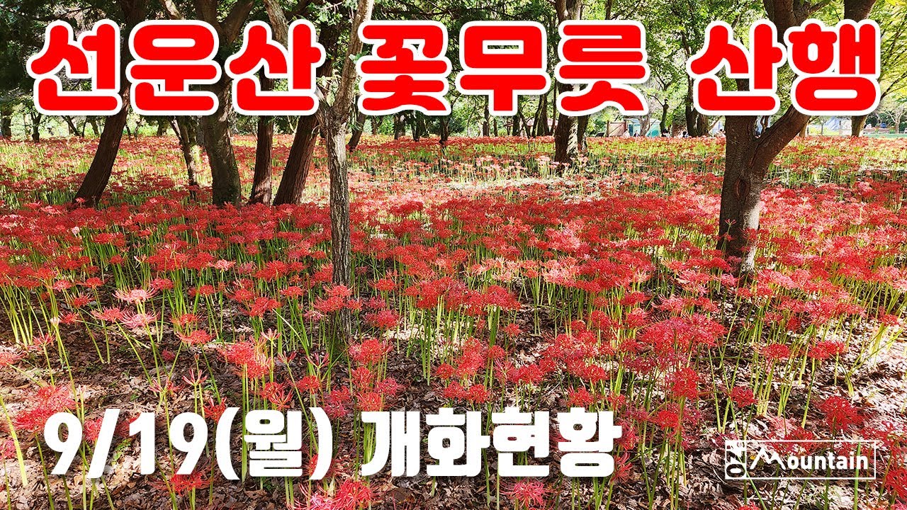 선운산 꽃무릇 등산코스 (선운사~수리봉~낙조대~천마봉~도솔암) Seonunsan