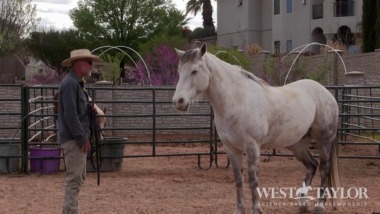 Can your horse Lick and Chew 5 times before you halter?